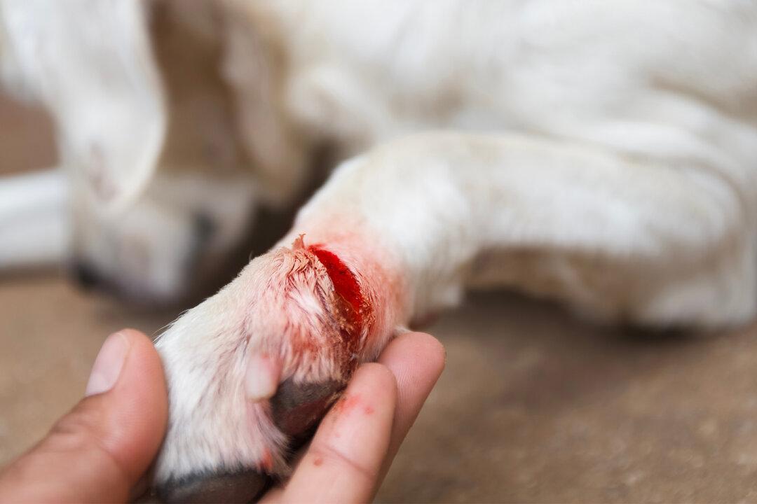 Terrified Puppies Keep Crying in Pain After Being Tied to a Fence With Razor-Sharp Wire