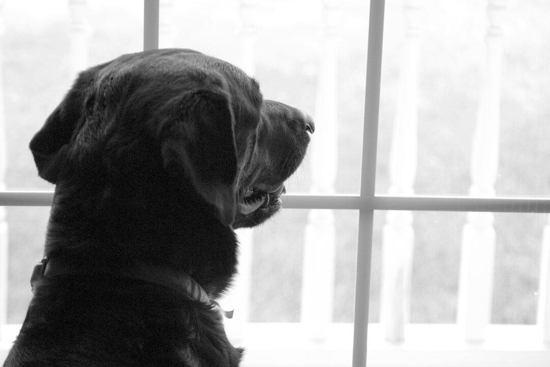 Heartbreaking Photo of Dog Waiting for Dead Owner to Return Garners Adoption Offers, a New Home