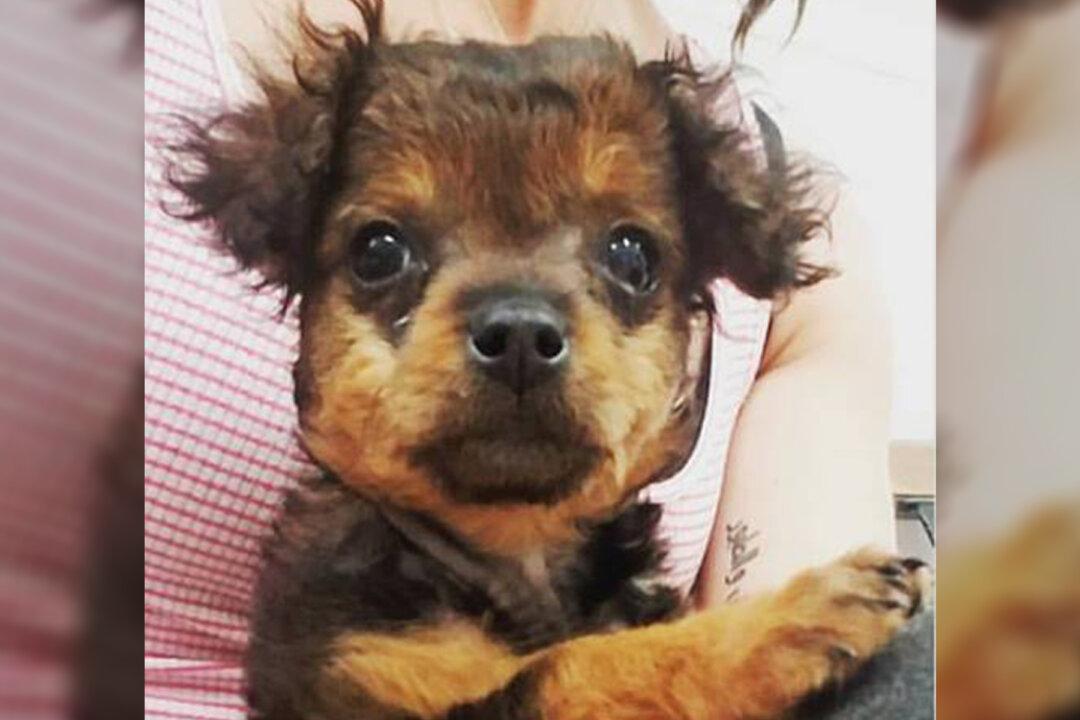 Family Abandons ‘Paralyzed’ Pup to Be Put Down. But Hours Later, the Vet Sees a Miracle