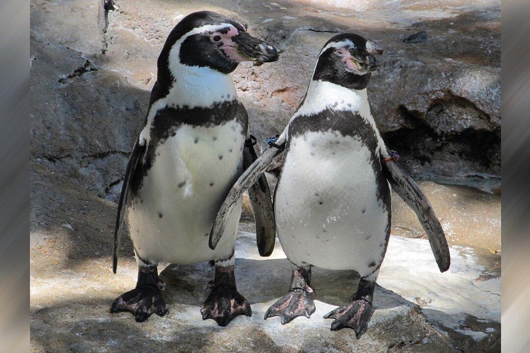 Police Remove 2 Penguins From Sushi Bar, Then They Come Back