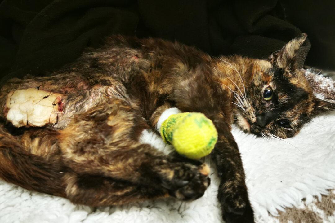 Sexually Abused, Burned Kitten Found Covered in Maggots and Dumped on Roadside