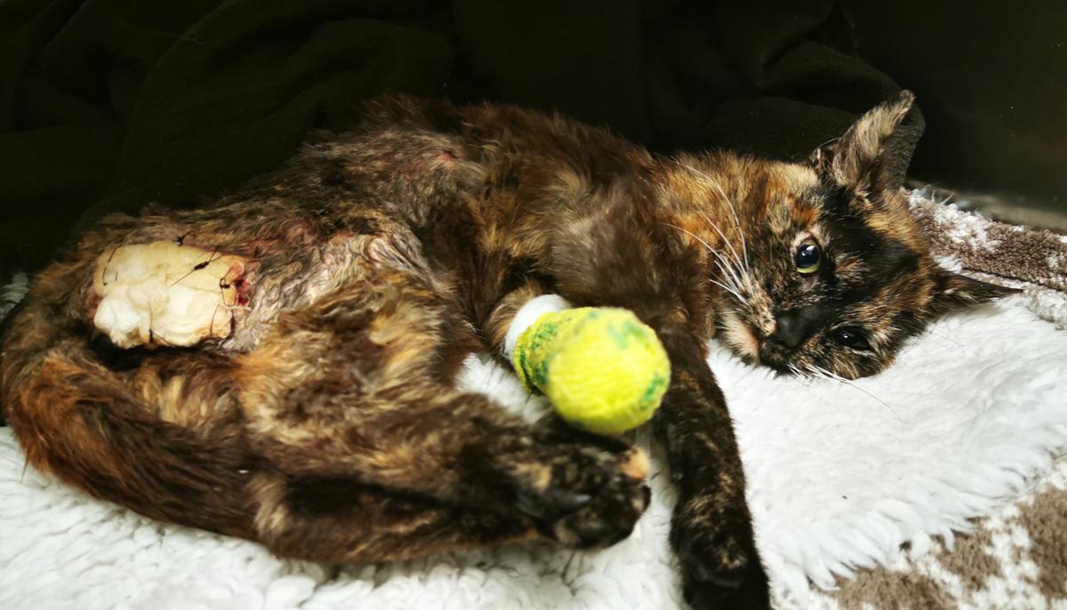 Sexually Abused, Burned Kitten Found Covered in Maggots and Dumped on Roadside