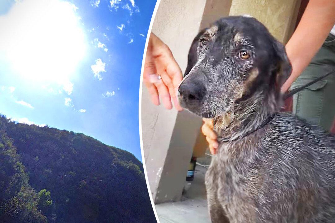 Dog Was Found in The Mountains of LA After Owner Thought She Had Died 2 Years Before