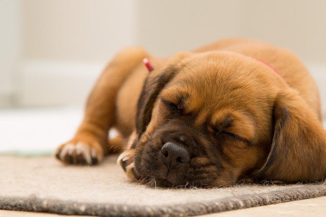 Twitter Users Take Offense to Viral Tweet: ‘White People Love Dogs Because They Miss Owning Slaves’
