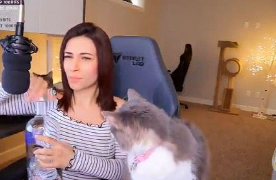 Gamer Alinity Under Investigation After Throwing Cat, Spitting Vodka Into Mouth During Livestream