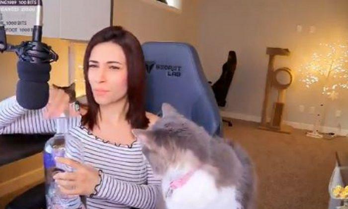 Gamer Alinity Under Investigation After Throwing Cat, Spitting Vodka Into Mouth During Livestream