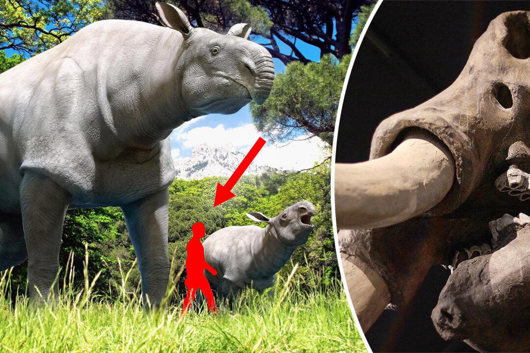 5 Most Gigantic Prehistoric Mammals to Ever Walk the Earth–Warm-Blooded Dinosaurs, Practically