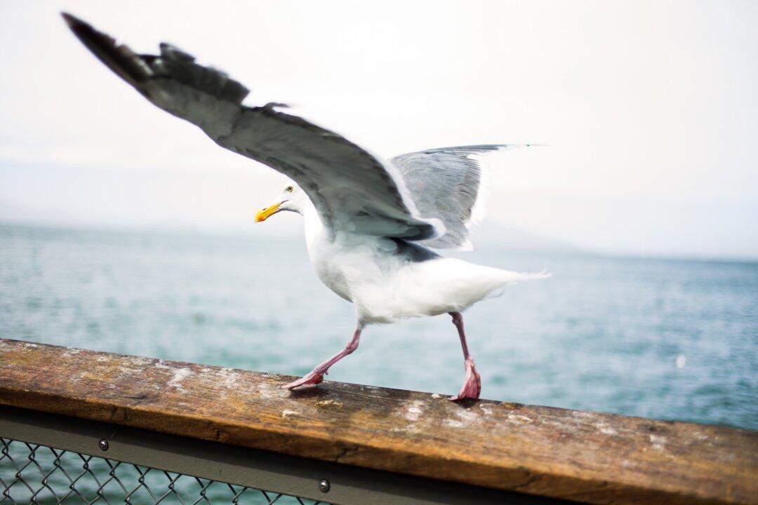 Seagull Carries Off Pet Dog in British Seaside Town