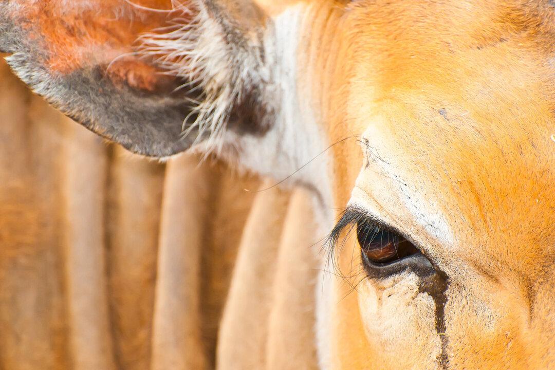 Cow ‘Cries’ All Night After Calf Was Almost Sold Off. When They Reunite, She Loses It