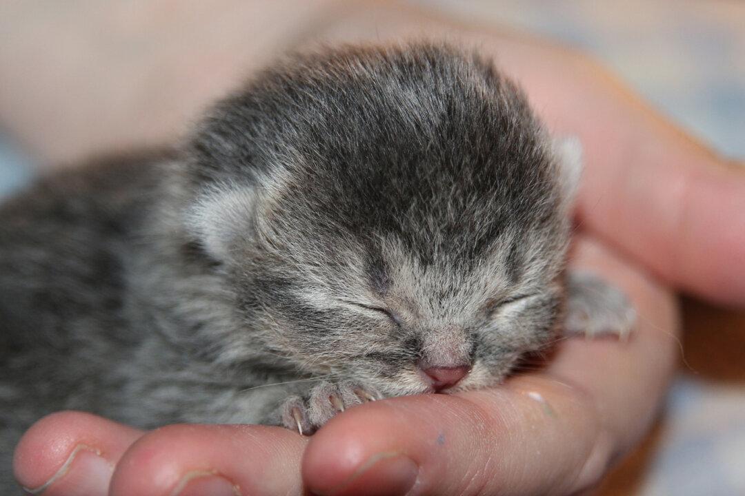 ‘Micro Kitten' Saved From the Brink of Death Is Half the Size of a Normal Cat
