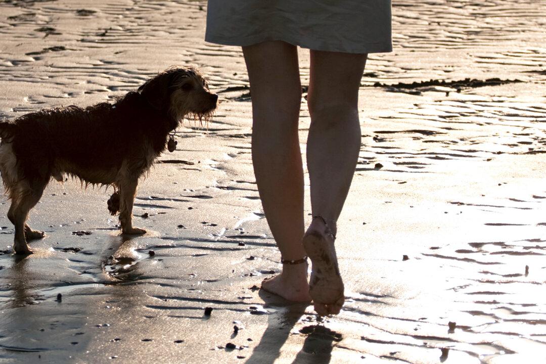 Woman Is Harassed by Men on Beach Until Stray Dog Saves Her From Attack