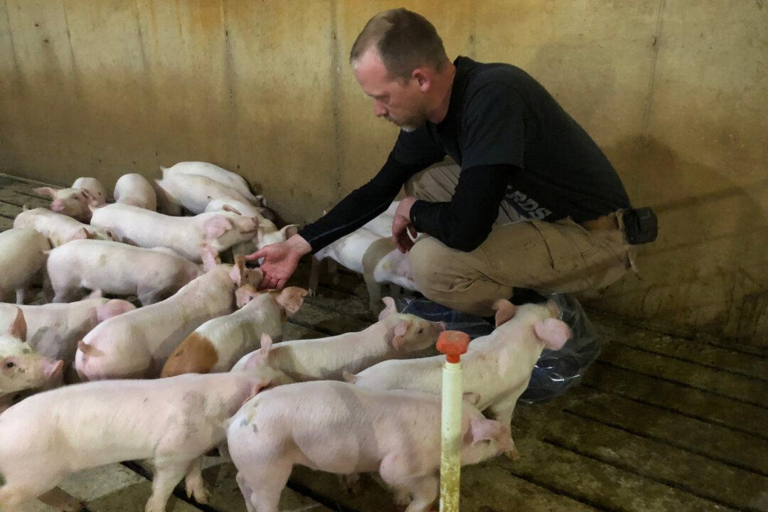 Senators Seek Funding for Pork Producers Forced to Euthanize Livestock