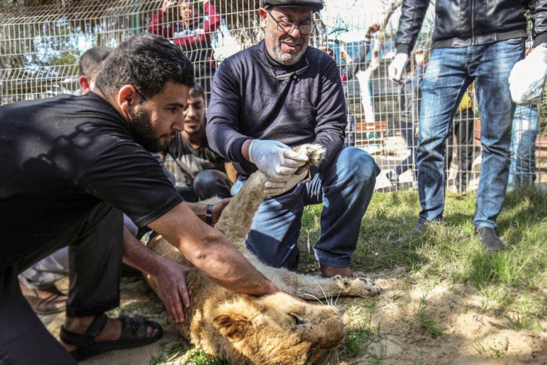14-Month-Old Lioness Gets Claws ‘Brutally’ Ripped Off So Visitors Can Play With Her