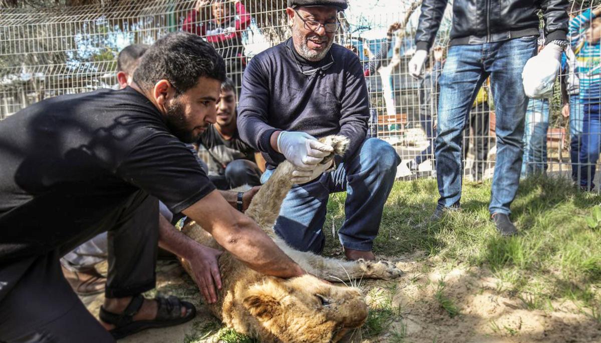14-Month-Old Lioness Gets Claws ‘Brutally’ Ripped Off So Visitors Can Play With Her