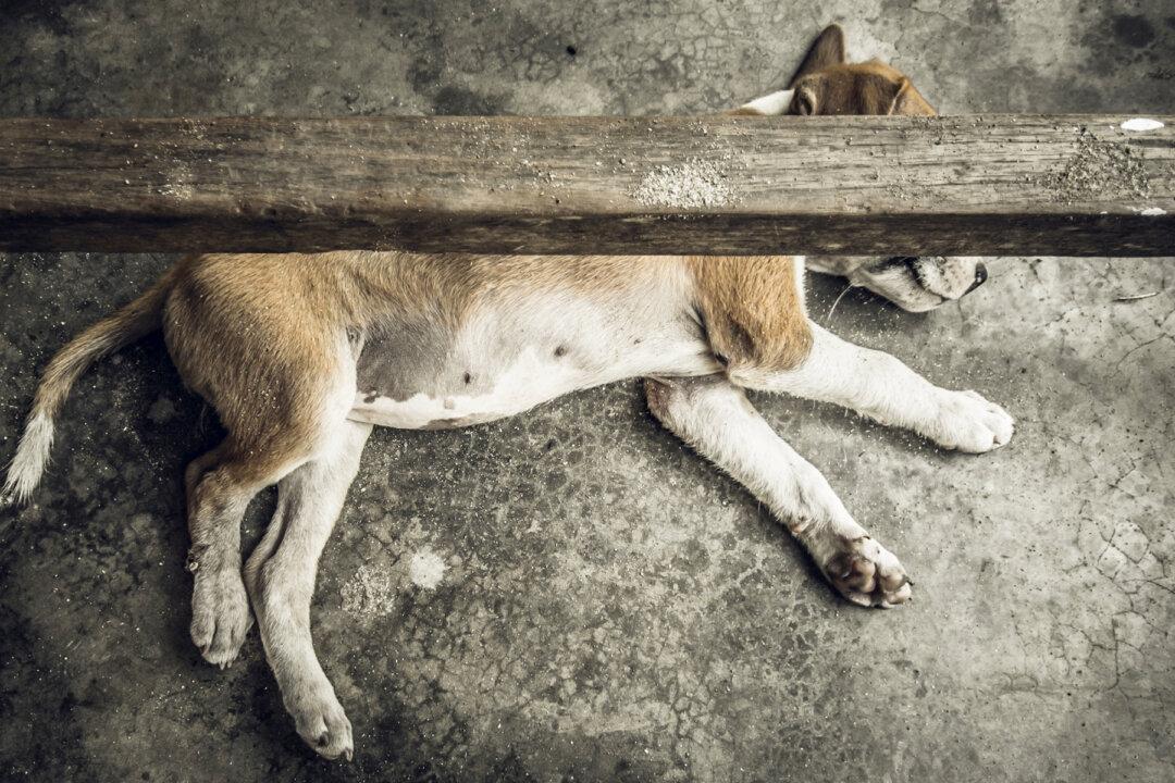 Dog Dumped With Mouth and Eyes Sealed Shut With Superglue, Rescuers Call It ‘Horrifying’