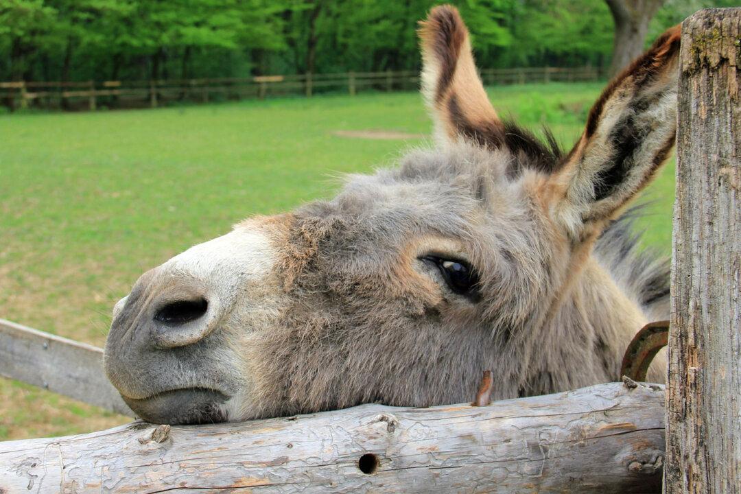 Abused Donkey’s Life Was on the Line, Until 12,000 Animal Lovers Sign PETITION to Save Him