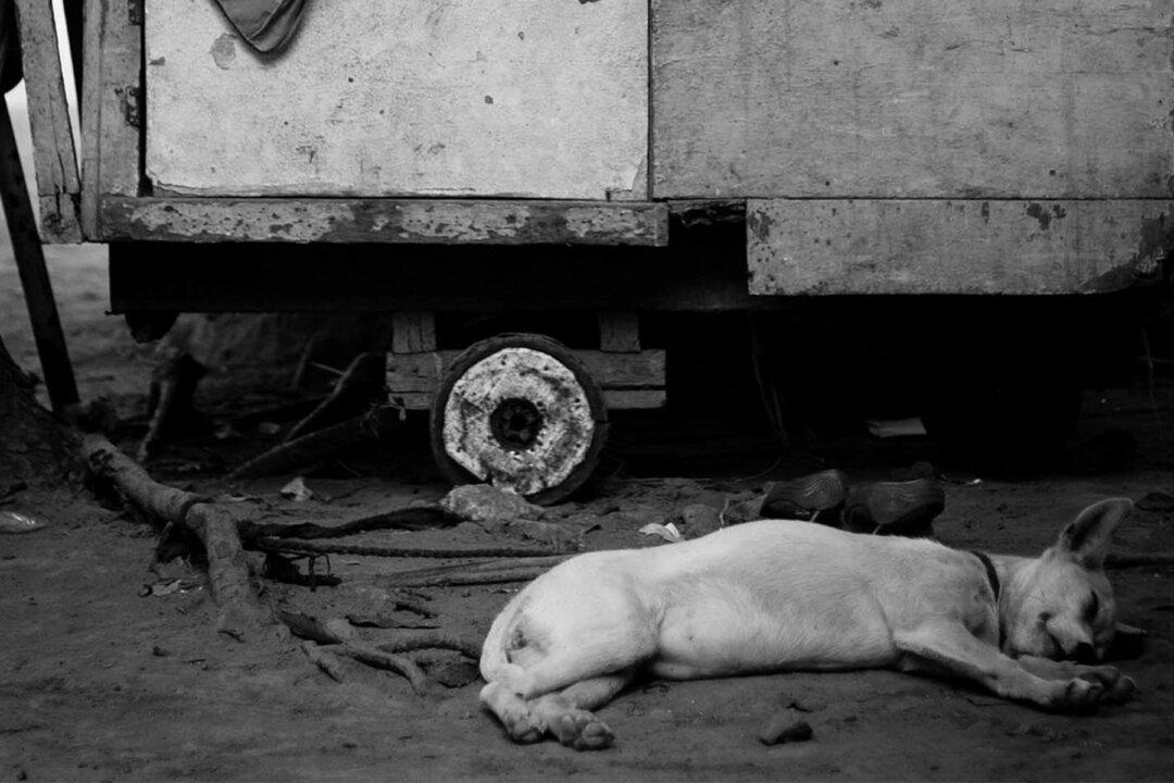 Abused Dog Was Shot 17 Times and Blinded–but She Survived and Became a Therapy Dog