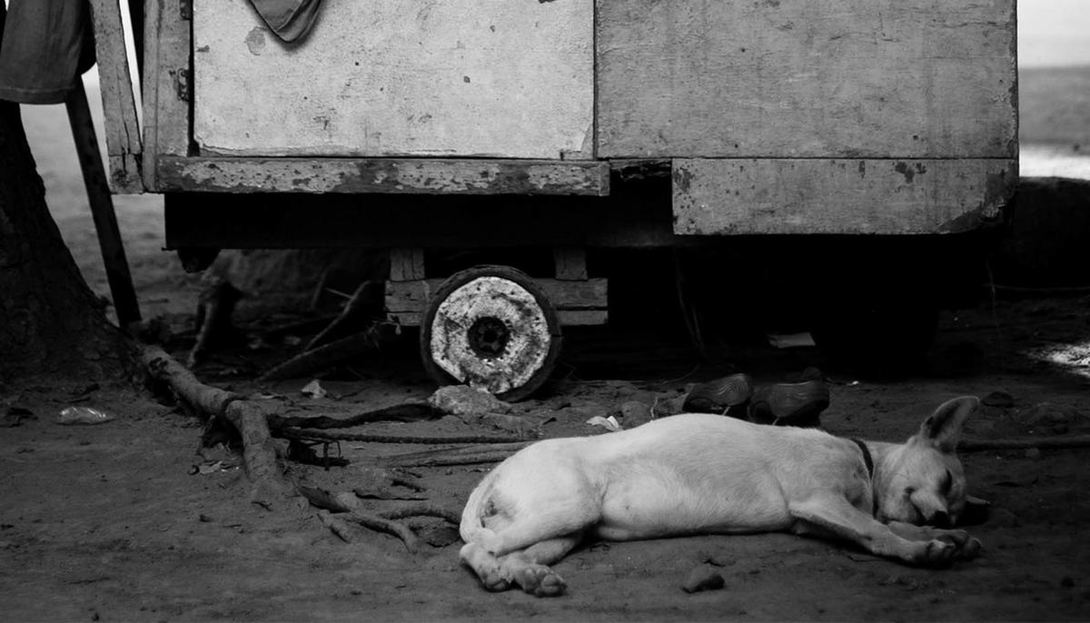 Abused Dog Was Shot 17 Times and Blinded–but She Survived and Became a Therapy Dog