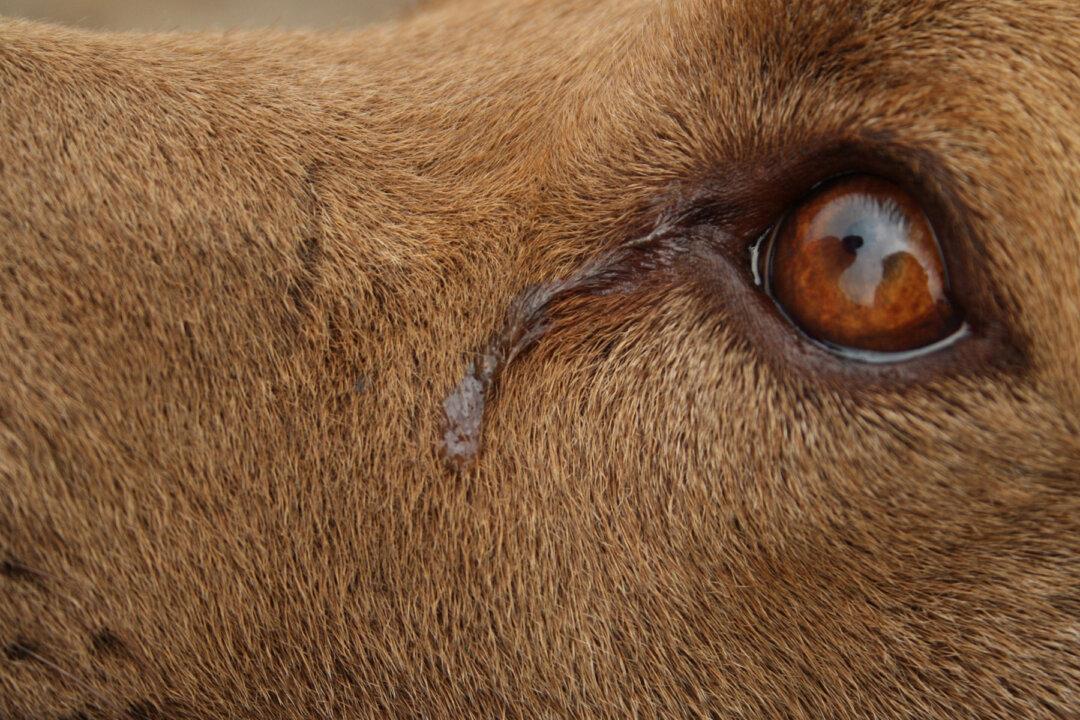 Dog ‘Cries’ Every Night While She Awaits Adoption, Shelter Shares Sad Photo As Last Hope