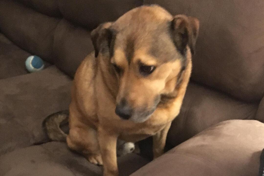 Sad Senior Dog Can’t Be Happier When He Gets Adopted After 2,381 Days of Rejection