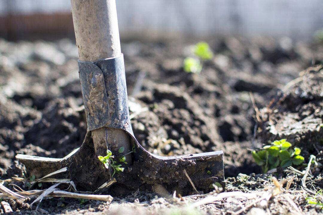 Bloodied, Unconscious Dog Found Buried in Mud, His Recovery From Near Death Is a Miracle