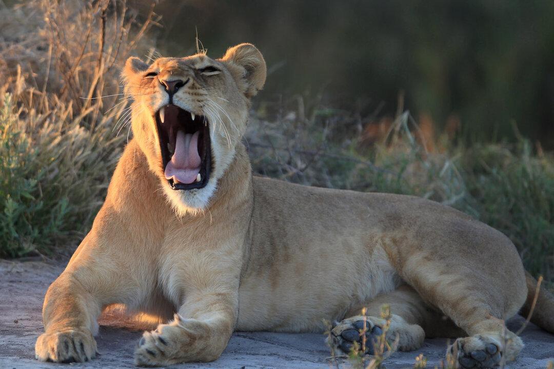 Lioness Dies During Heat Wave in North Carolina’s Wild Cat Sanctuary