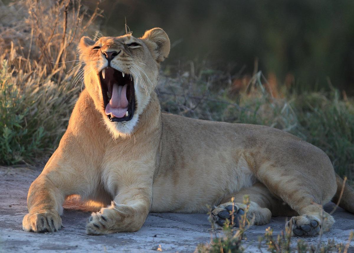 Lioness Dies During Heat Wave in North Carolina’s Wild Cat Sanctuary
