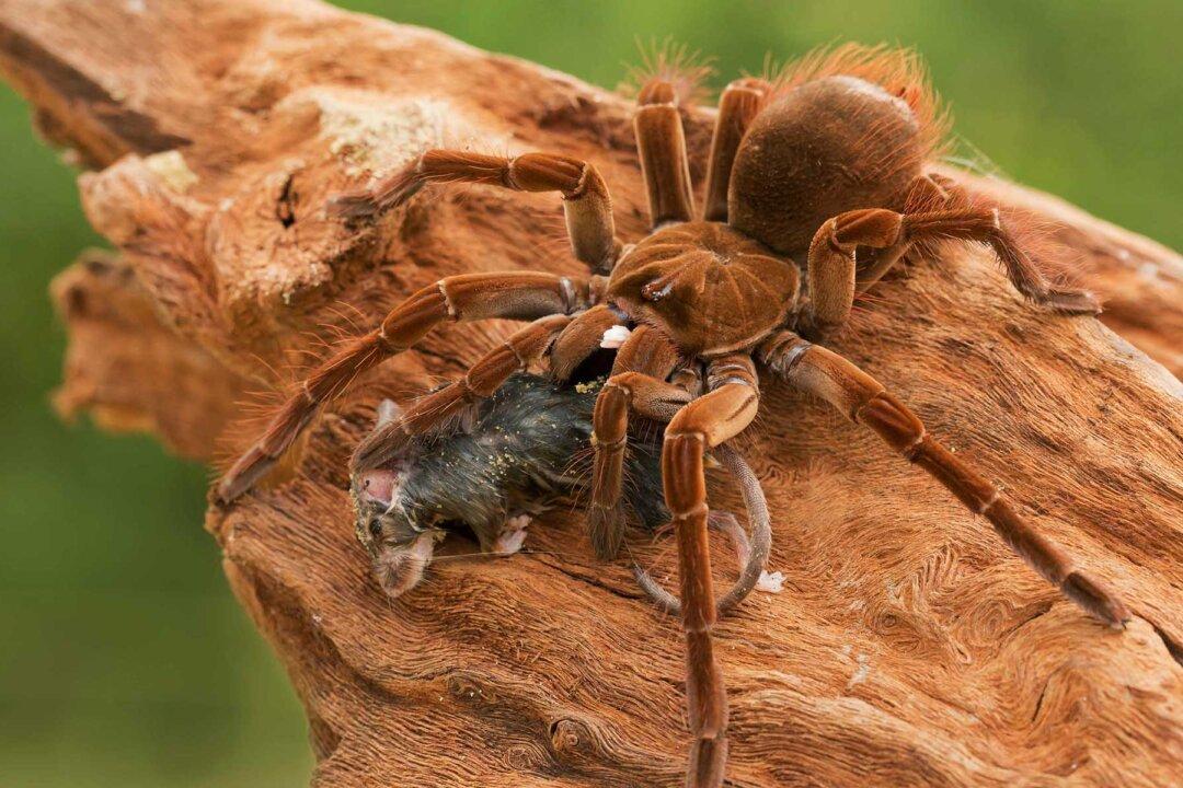 8 Horrifying Facts About the Goliath ‘Birdeater’ Spider From South America