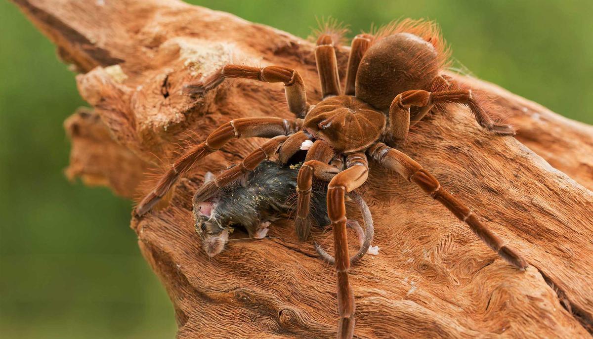 8 Horrifying Facts About the Goliath ‘Birdeater’ Spider From South America