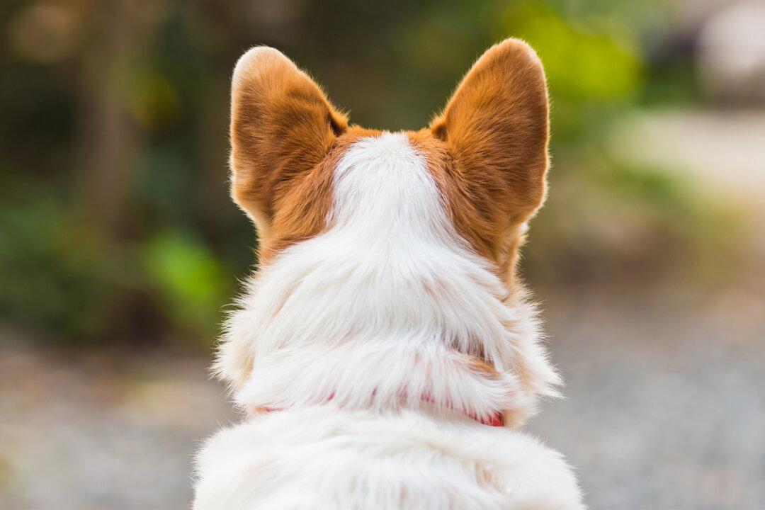 Stray Senior Dog Born Without a Nose Finally Finds a Family Who Thinks She’s Beautiful