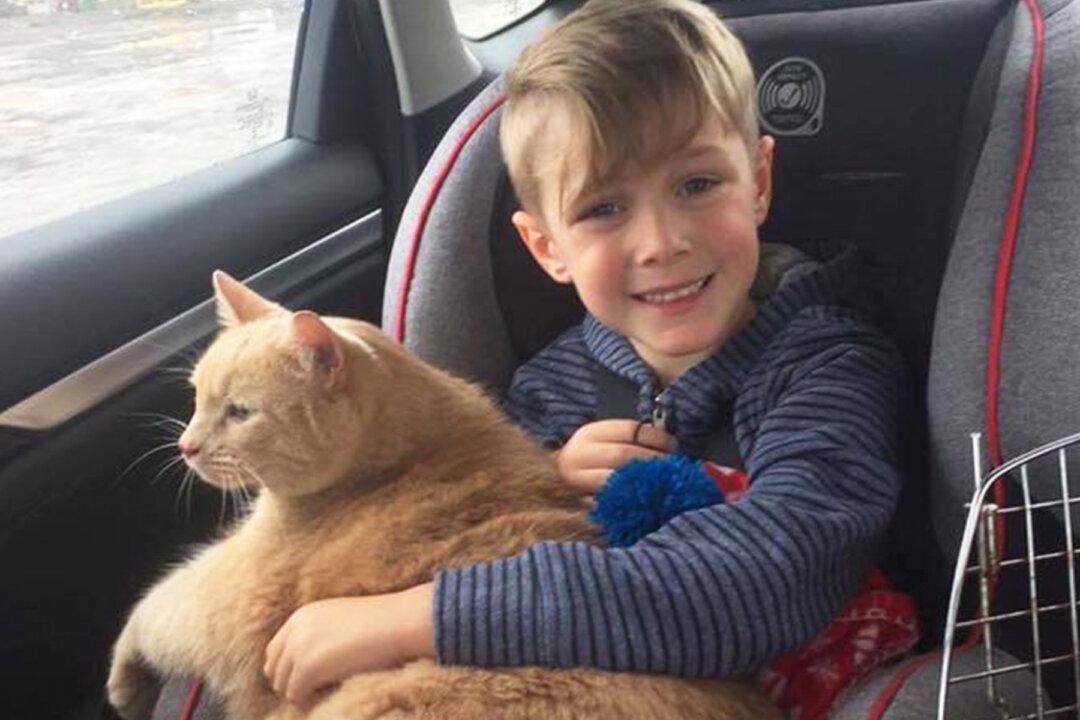 Mom Asks Son to Adopt Any Pet From Shelter, So He Picks Huge Elderly Marmalade Cat