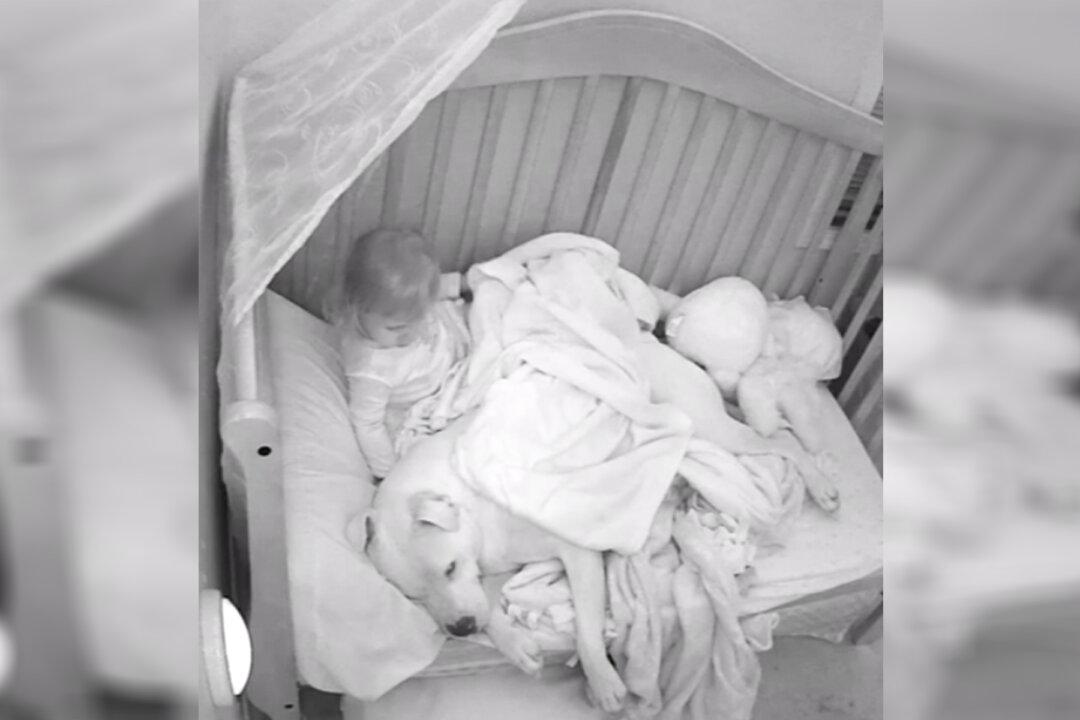 Dad Lets Scared Baby Sleep Next to 100lb Pit Bull, Nanny Cam Footage Goes Viral