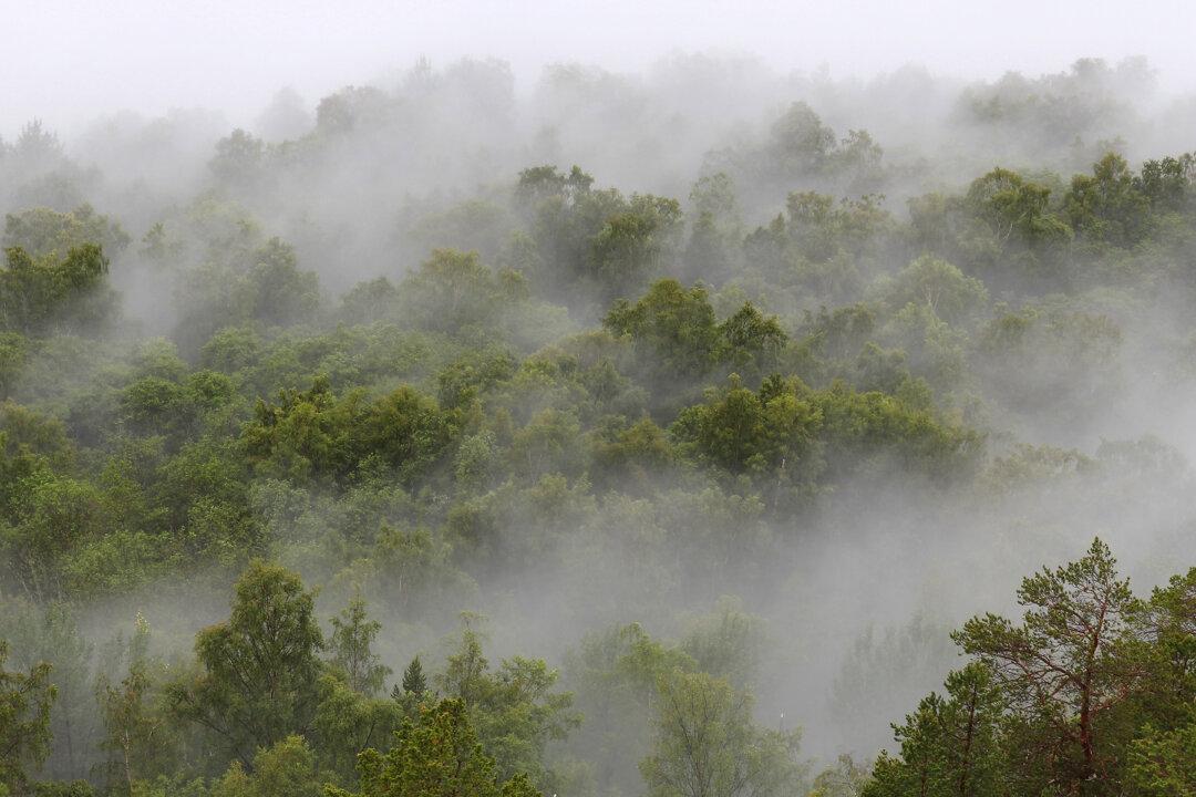 Zero-Deforestation Policy Makes Norway the First Nation to Refuse All Products of Rainforest Destruction