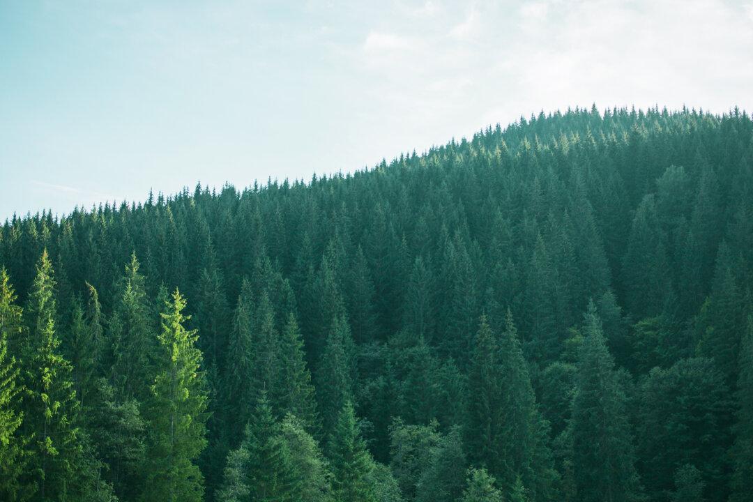 Abandoned Cottage Reveals Old Furniture, Forgotten Memories