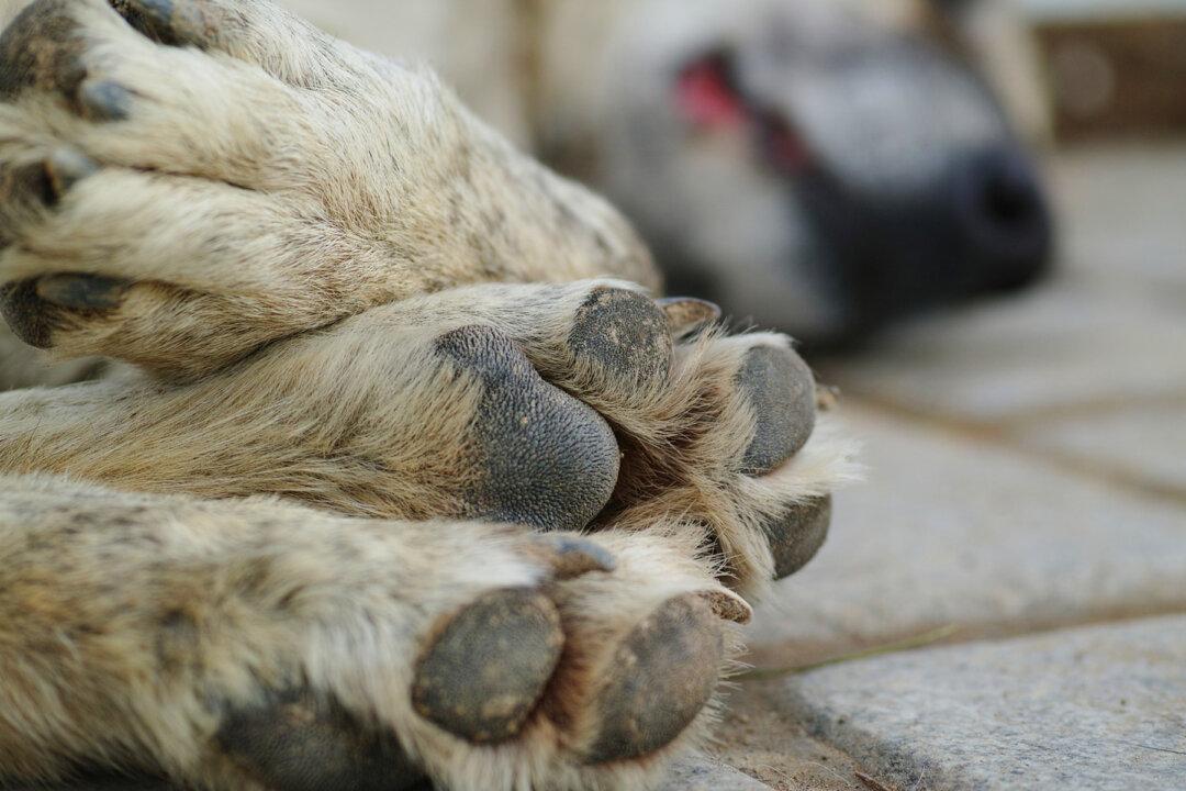 Loyal Dog Waits Day and Night for 18 Months at Owner’s Grave After He Died in Car Crash
