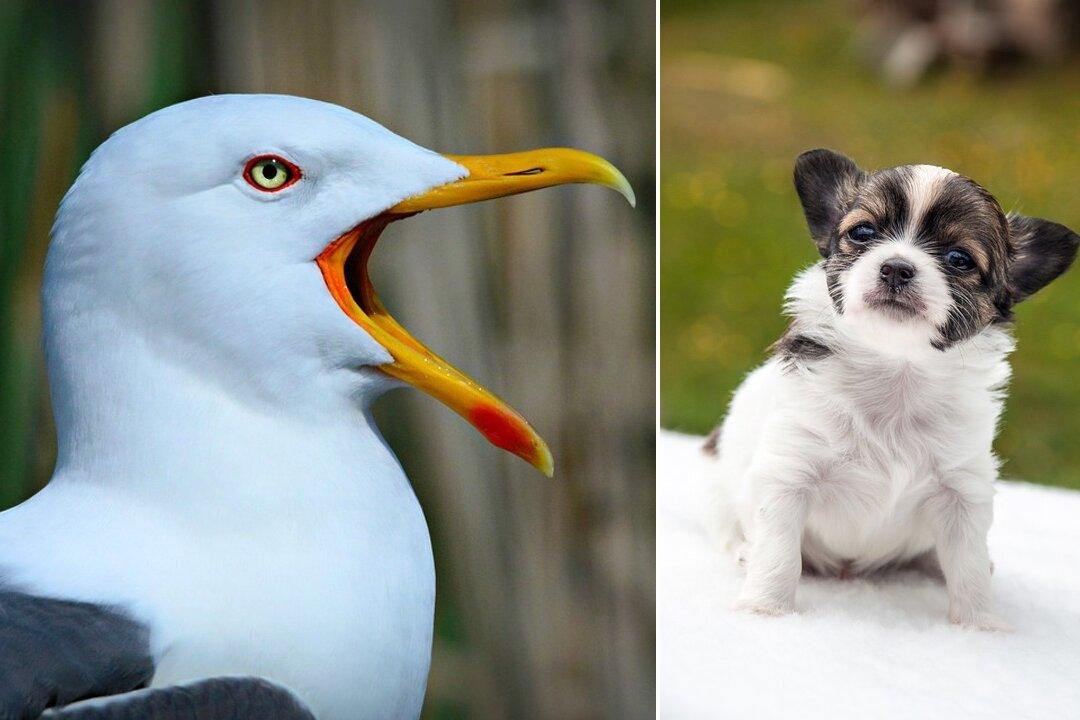 Seagull Swoops Down and Steals Chihuahua Puppy From a Garden, Search On