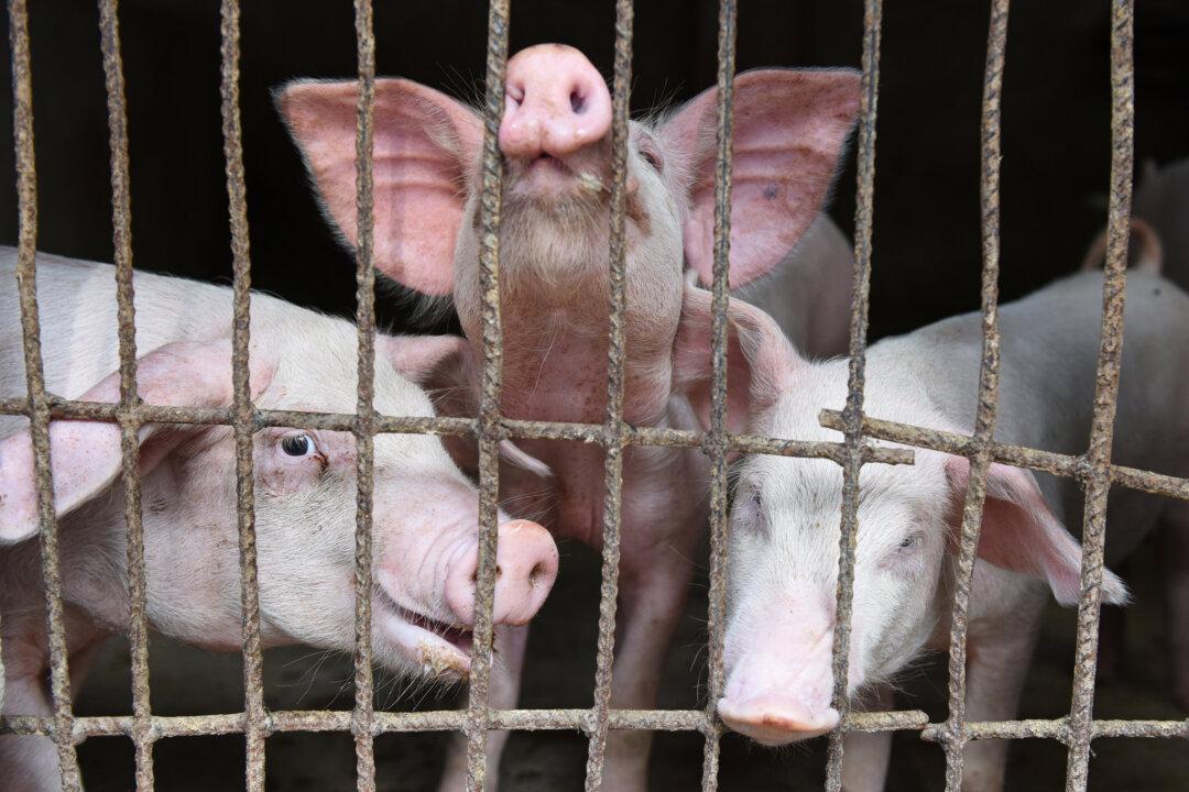 Chinese Researchers Warn of New Virus in Pigs