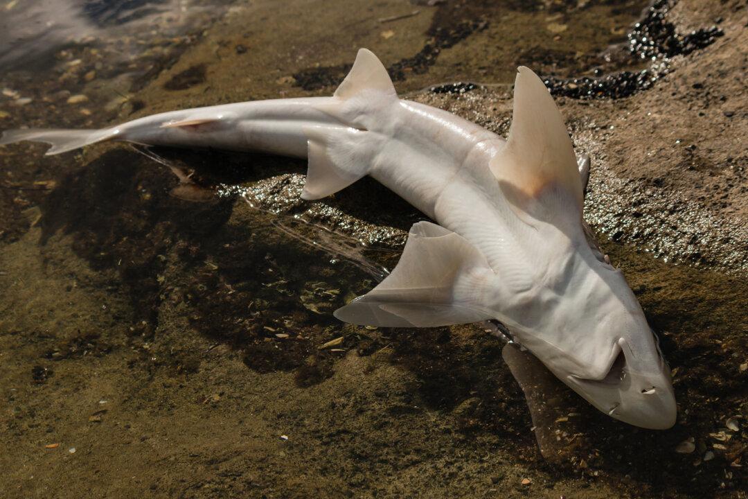 Man-eating Great White Shark That Was Washed Up on Shore Had Horrifying Cause of Death