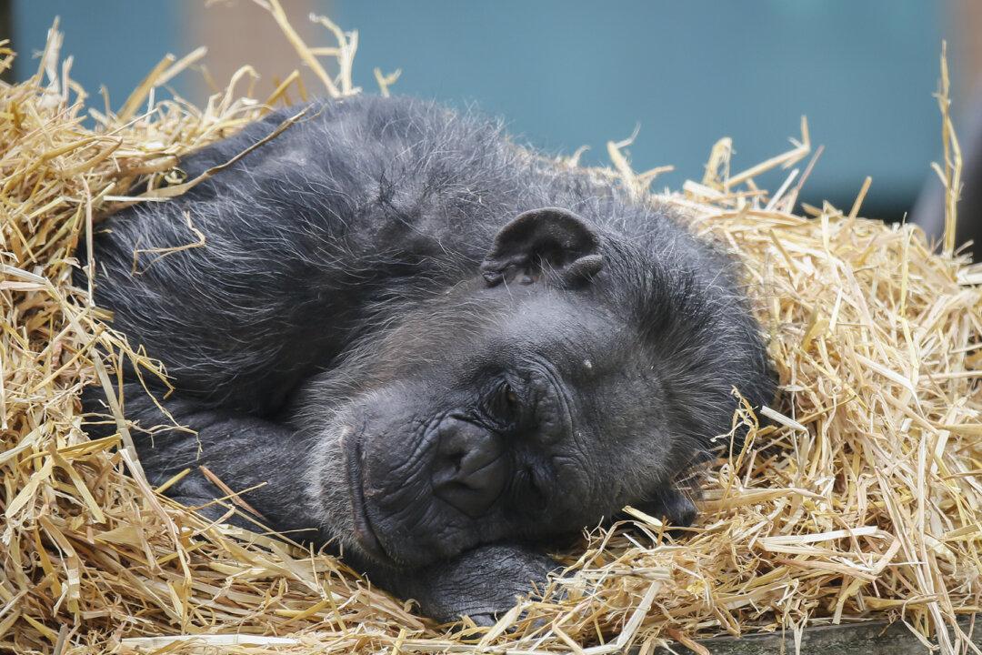 Dying Chimp Refuses to Move, but Watch Closely When She Sees Who’s in Front of Her