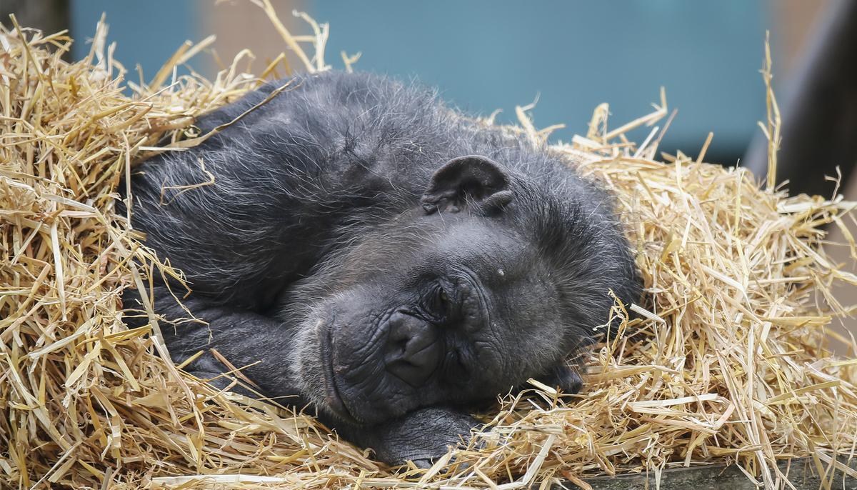 Dying Chimp Refuses to Move, but Watch Closely When She Sees Who’s in Front of Her