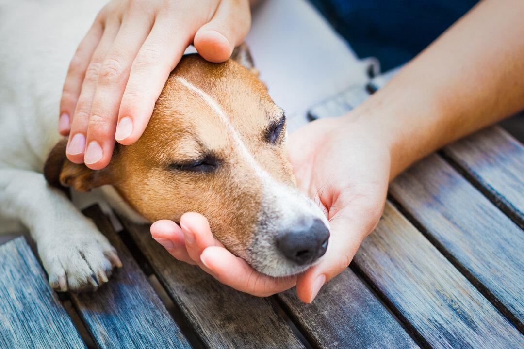 Hospice for Terminally Ill Dogs Showers Love, Steak & Ice Cream on Old Dogs in Their Last Days