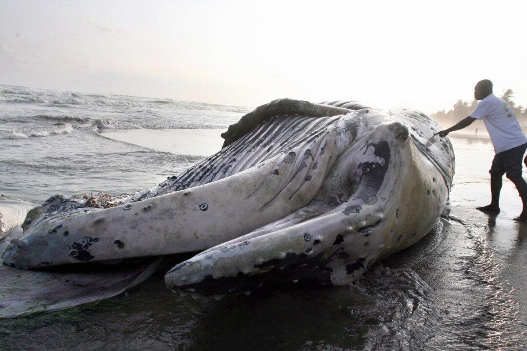 Cargo-Container-Sized Sea Creature’s Carcass Washed Up on Remote Beach, Water Turns Red