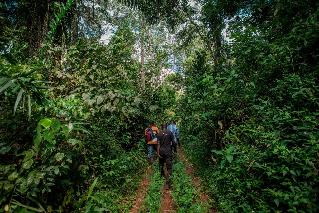 China’s Desire for Rosewood Drives Illegal Timber Trade in Ghana
