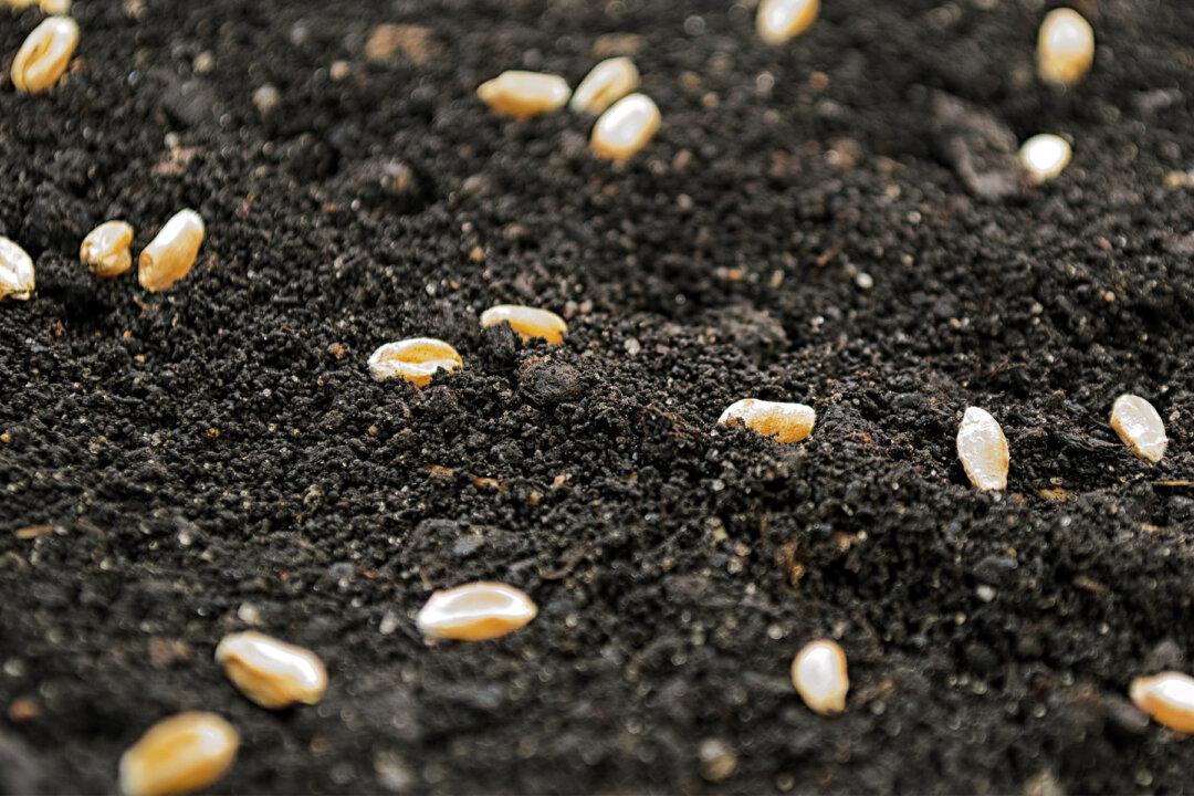 Thailand Deploys ‘Seed-bombing’ Military Planes to Plant Thousands of Trees in Devastated Landscape