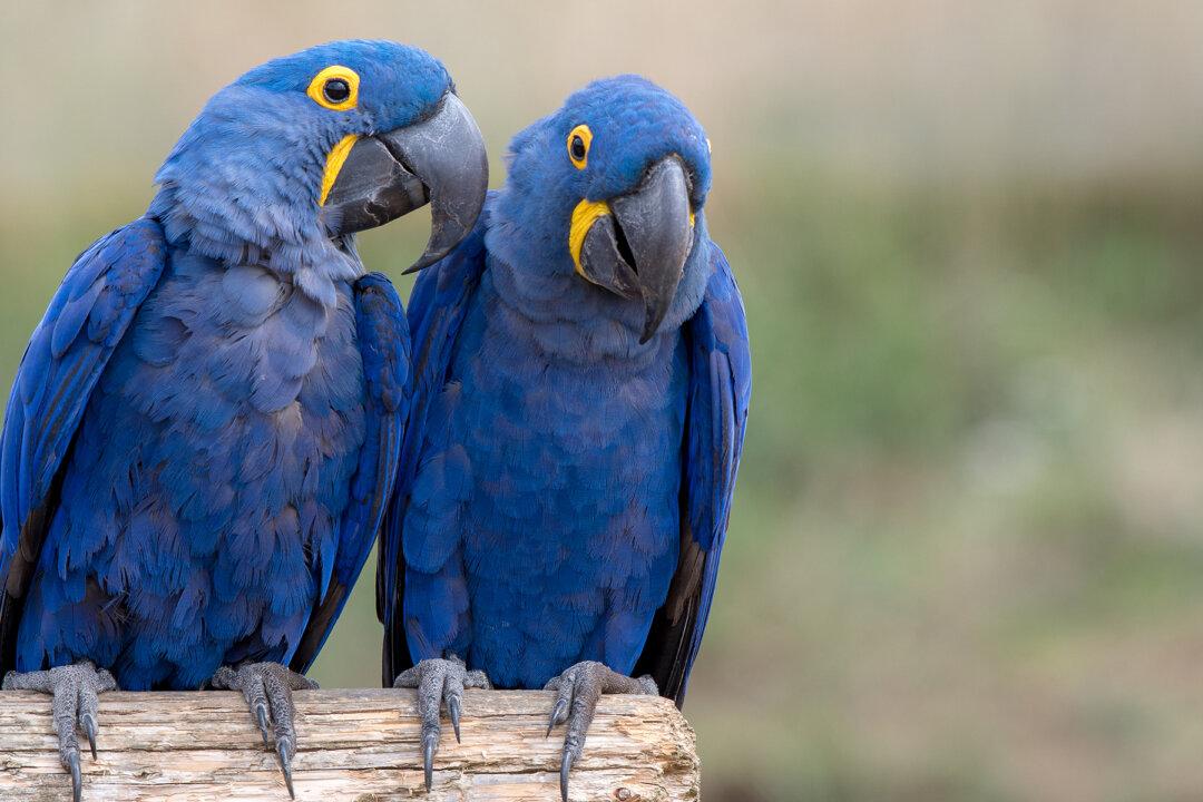 Beautiful Blue Macaw Species From Cartoon Movie ‘Rio’ Declared Extinct From Wild
