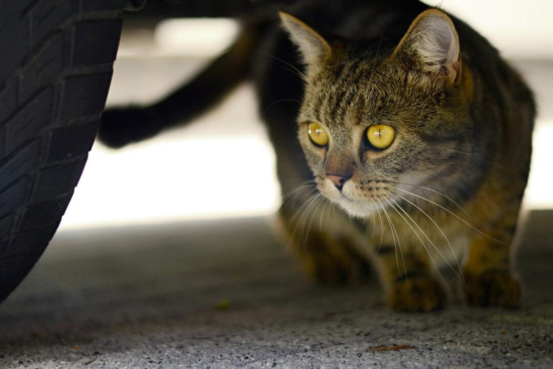 Feisty Feline Saves Boy From Bullies in Heroic Style