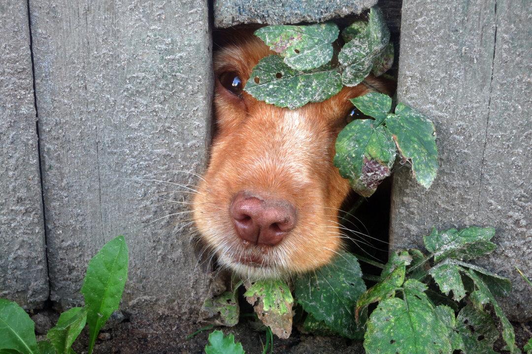 Dogs Start Digging Under Fence Just to Be Together, So Neighbors Create a ‘Wormhole’