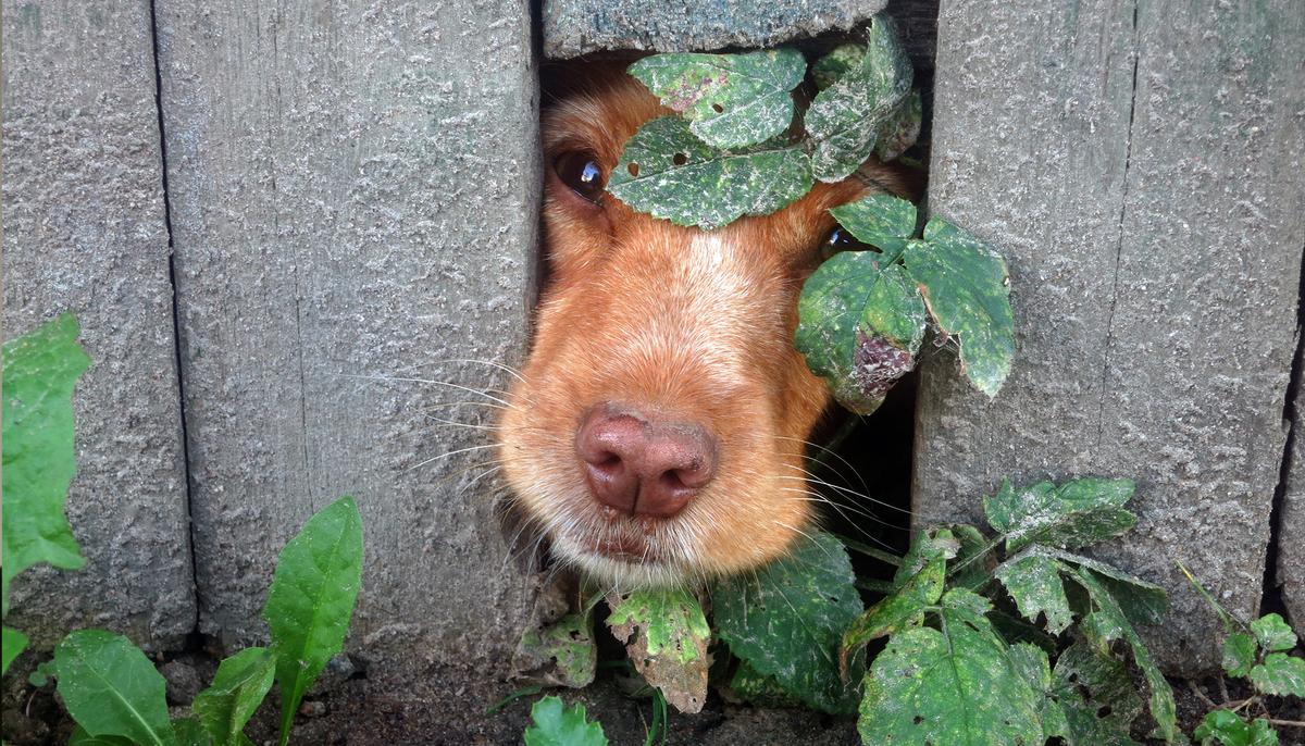 Dogs Start Digging Under Fence Just to Be Together, So Neighbors Create a ‘Wormhole’