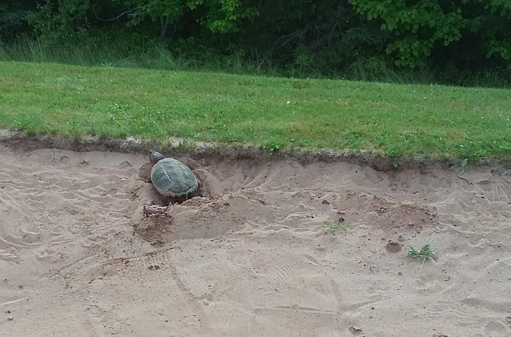 Another Reason to Avoid Bunker as Snapping Turtle Lays Eggs on N.S. Golf Course