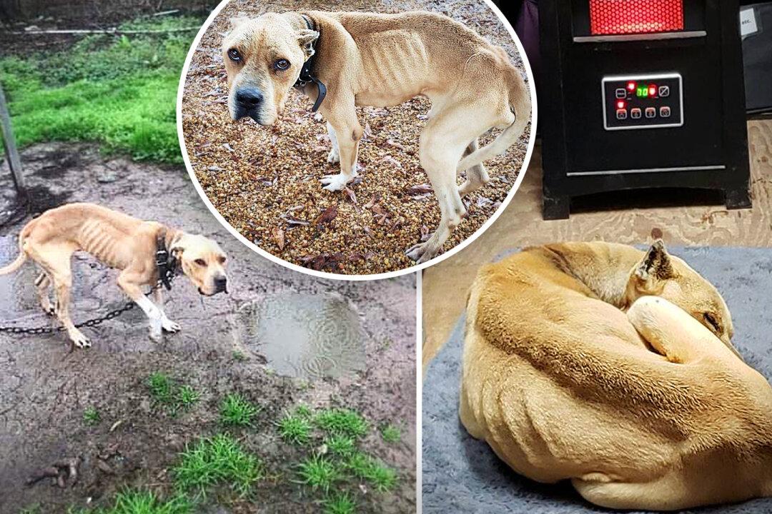 They Called Him ‘Bad Dog’: Chained to a Pole in Mud for 5 Years, Neglected Dog Feels Warmth for First Time